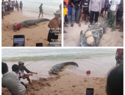 Seekor Buaya Liar Muncul di Pantai Tinggian Kombi Yang Sering di Kunjungi Warga Untuk Berenang. 