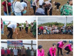 Kapolres Minahasa Melaksanakan Penanaman Jagung Serentak di Perkebunan Tampusu. 