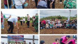 Kapolres Minahasa Melaksanakan Penanaman Jagung Serentak di Perkebunan Tampusu. 