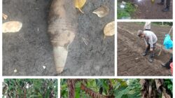 Tim Jibom Brimob Polda Sulut Memusnahkan Benda Berbahaya Mortir Lama di Desa Kayuuwi Satu, Kawangkoan Barat