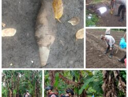 Tim Jibom Brimob Polda Sulut Memusnahkan Benda Berbahaya Mortir Lama di Desa Kayuuwi Satu, Kawangkoan Barat