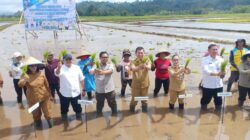 Dampingi Wagub Sulut, Wabup Vanda Hadiri Gerakan Tanam Padi di Touliang