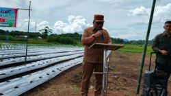 Bupati Robby Dondokambey Tanam Cabai Rawit di Remboken, Dorong Ketahanan Pangan Daerah