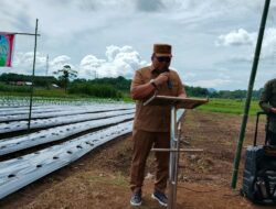 Bupati Robby Dondokambey Tanam Cabai Rawit di Remboken, Dorong Ketahanan Pangan Daerah