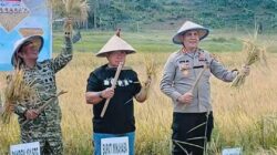 Bupati Robby Dondokambey Hadiri Panen Perdana Program Ketahanan Pangan Nasional di Tondano Timur